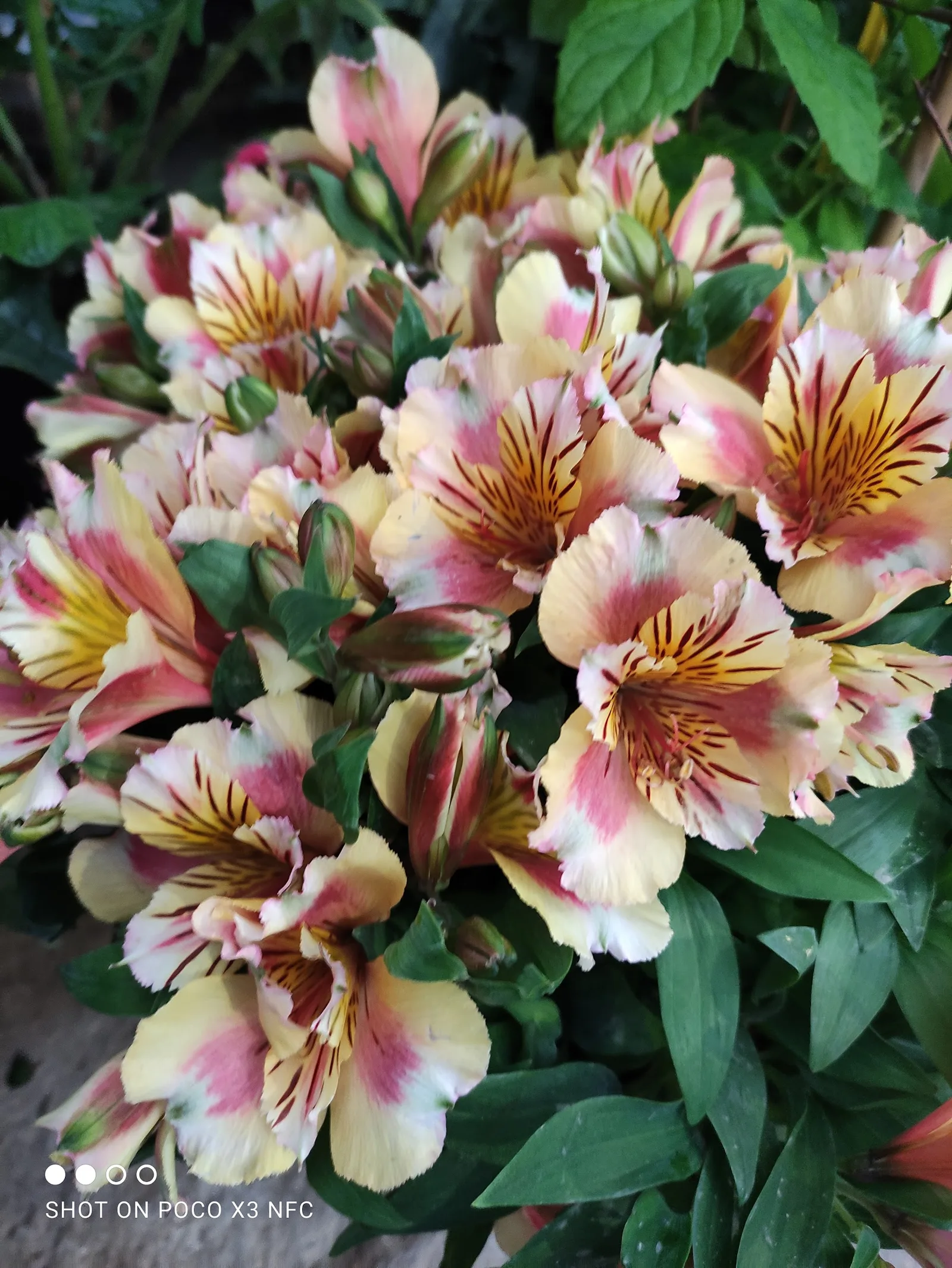 Flores de alstroemeria en el vivero